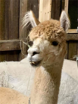 Alpaca