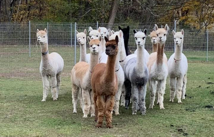 The alpaca girls