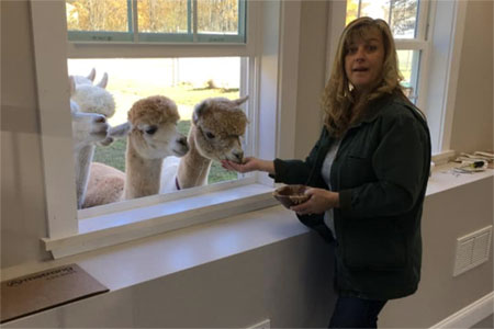 Robin feeding the alpacas through the window