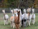 Alpaca girls