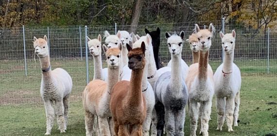 Alpaca girls