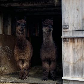 Alpaca boys