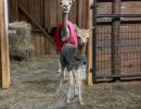 Alpaca mom and baby