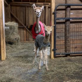 Alpaca mom and baby