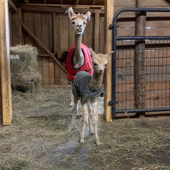 Alpaca mom and baby