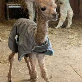 Baby Alpaca