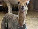 Baby Alpaca