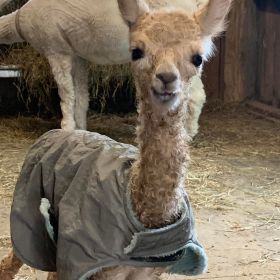 Baby Alpaca