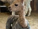 Baby Alpaca