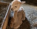 Baby Alpaca