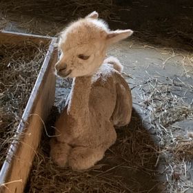 Baby Alpaca