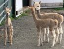 Young alpacas