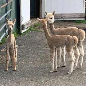 Young alpacas