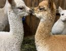 young alpacas kissing