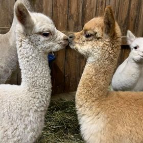 young alpacas kissing