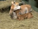 mom and baby alpaca