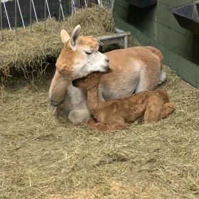 mom and baby alpaca