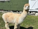 alpaca