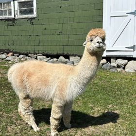 alpaca