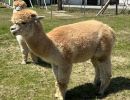 alpaca