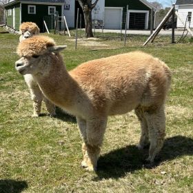 alpaca