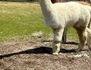 alpaca