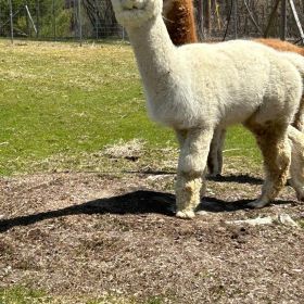 alpaca