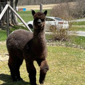 alpaca