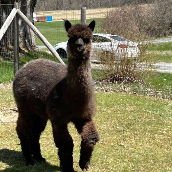 alpaca