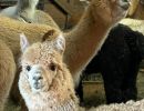 alpacas