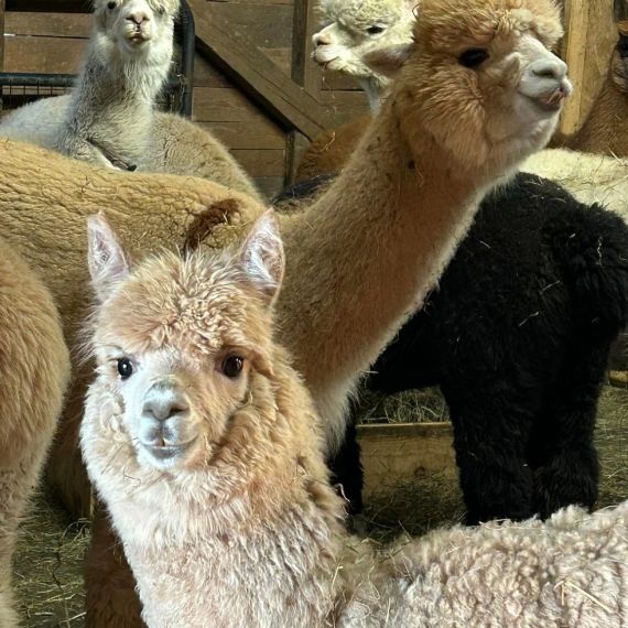 alpacas