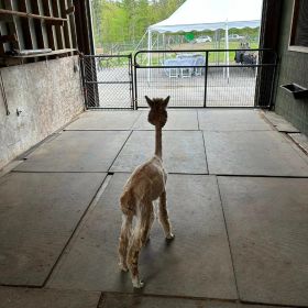 Baby Alpaca