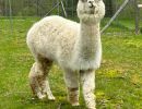 alpaca