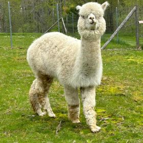 alpaca