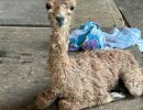 Baby Alpaca