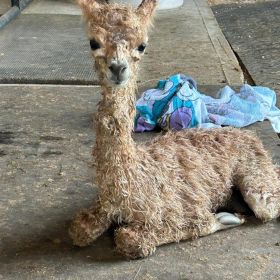 Baby Alpaca