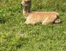 Alpaca laying in the field