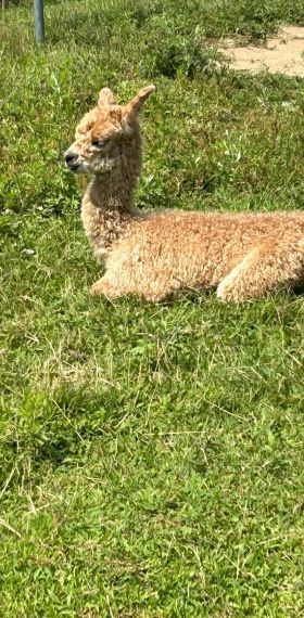 Alpaca laying in the field