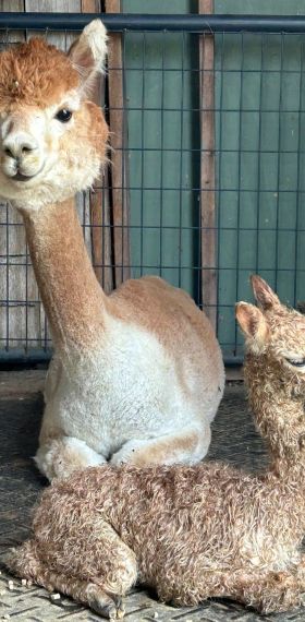 Alpaca laying down