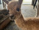 Baby Alpaca