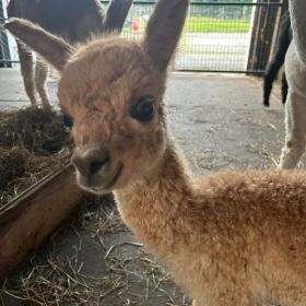 Baby Alpaca