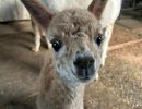 Baby Alpaca