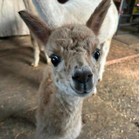 Baby Alpaca